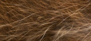 nvidia hair