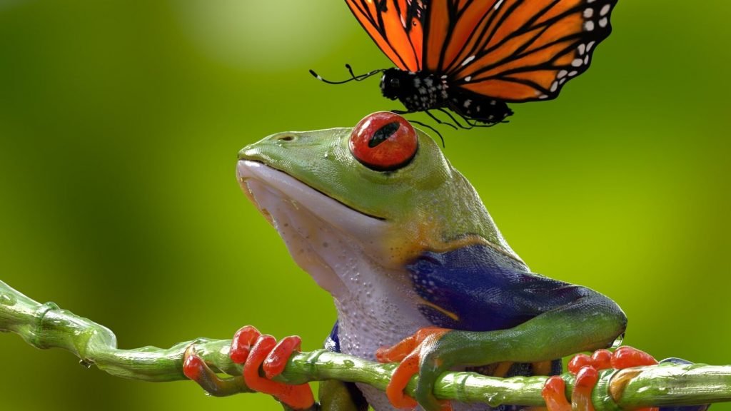syed-jafri-frogcloseup2