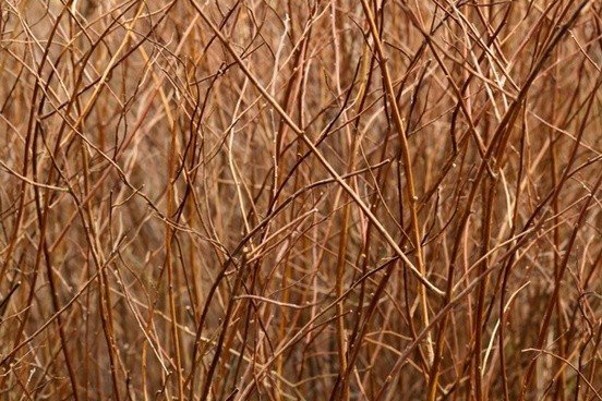 brown_branches_pattern_202968